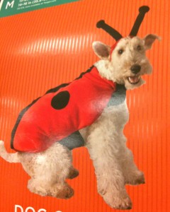 Dog in a ladybug costume