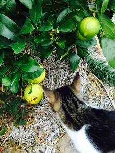 Photograph of a cat and lemons.